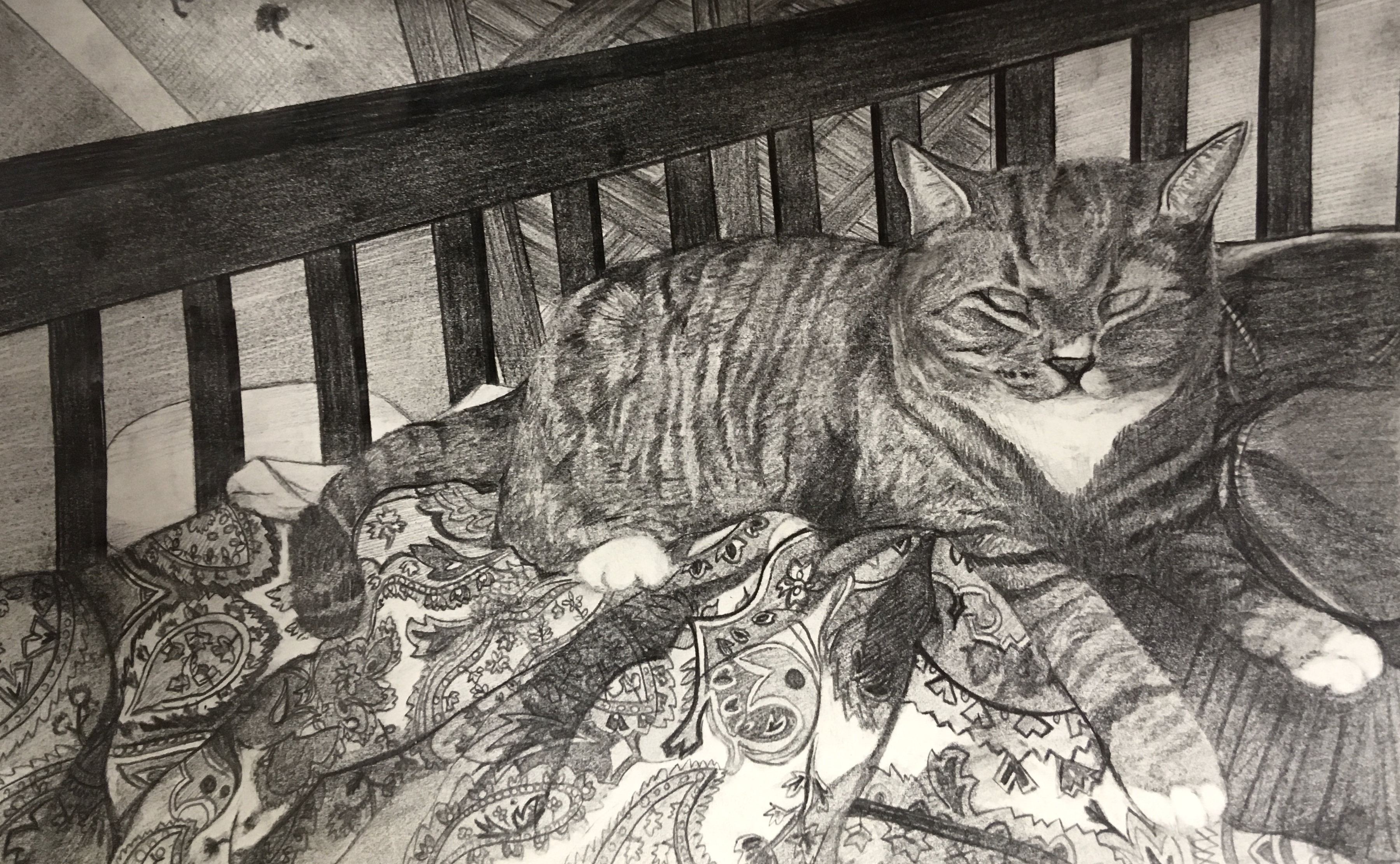 Cat - Pencil on paper