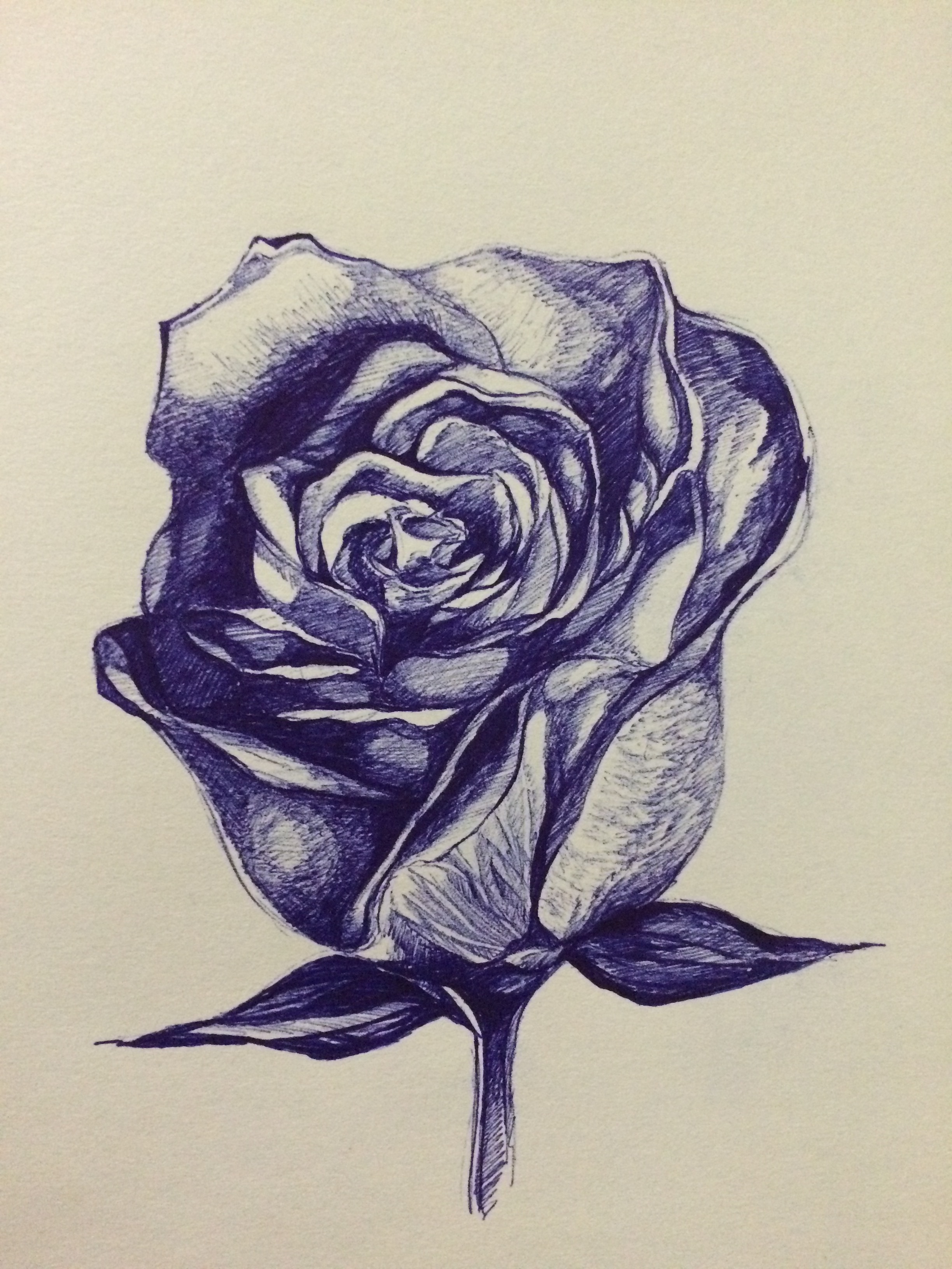 Rose - Pen on paper