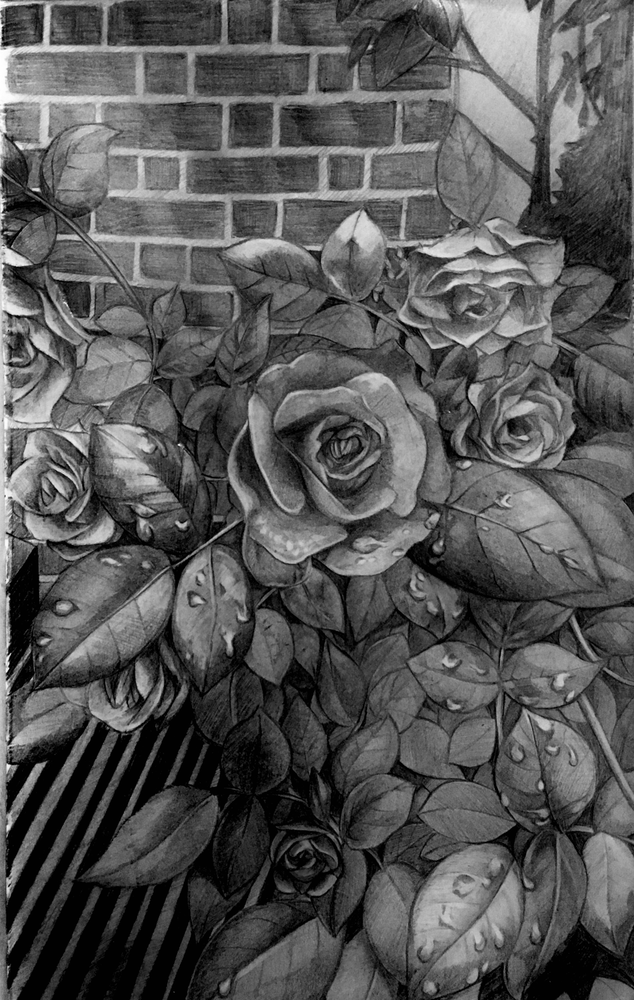 Roses - Pencil on paper